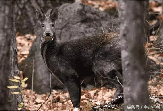 它們是動物界的「吸血鬼」,卻因為身上的香味導致它們瀕臨滅絕