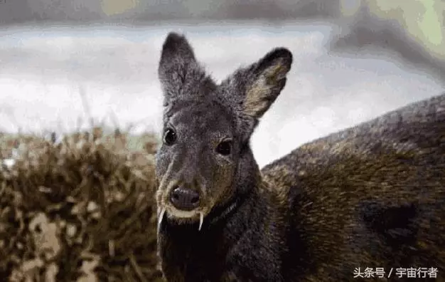 它們是動物界的「吸血鬼」,卻因為身上的香味導致它們瀕臨滅絕