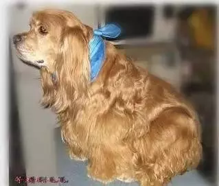 別拿無知當真愛,狗狗絕育後肥胖都是你的錯!