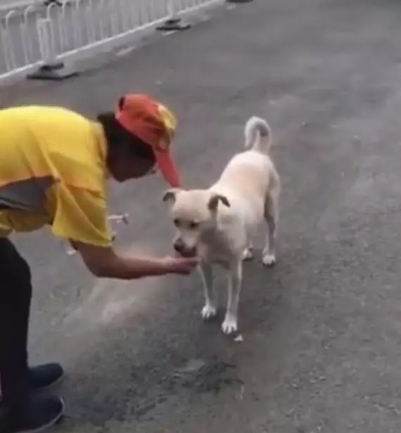 流浪狗渴壞了滿大街找水喝,看到阿姨的行為後,路人紛紛為她點贊
