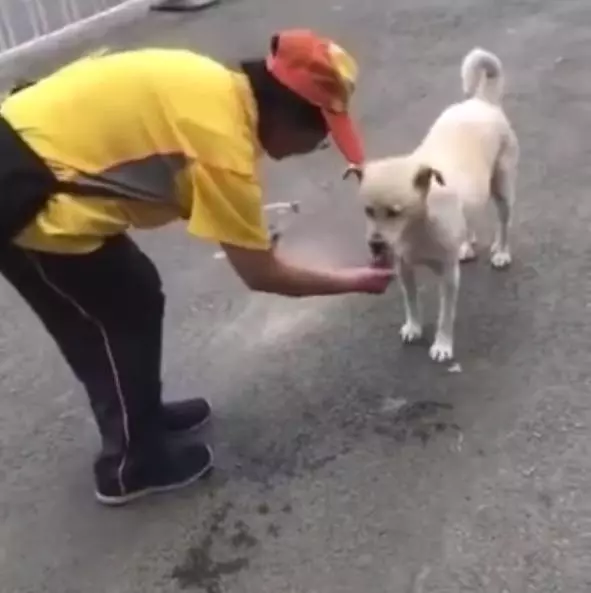 流浪狗渴壞了滿大街找水喝,看到阿姨的行為後,路人紛紛為她點贊