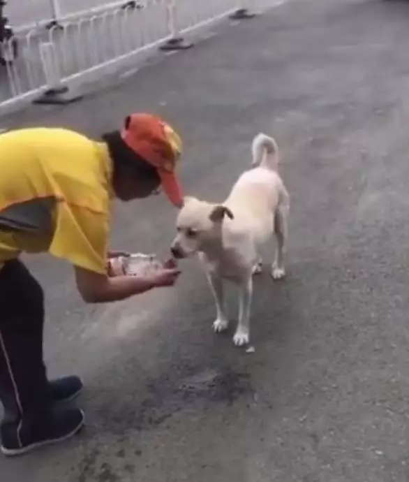 流浪狗渴壞了滿大街找水喝,看到阿姨的行為後,路人紛紛為她點贊