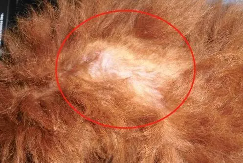 寵物掉毛有哪些原因,如何從源頭有效減少掉毛問題?