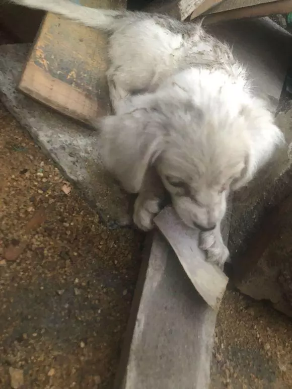 流浪狗餓壞了躲在角落啃木頭,女孩感慨:這就是一隻流浪狗的悲哀