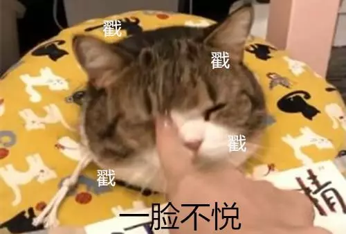 貓咪尿床是怎麼回事?原因主要有3大類,教你學會如何應對