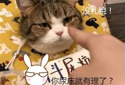 貓咪尿床是怎麼回事?原因主要有3大類,教你學會如何應對