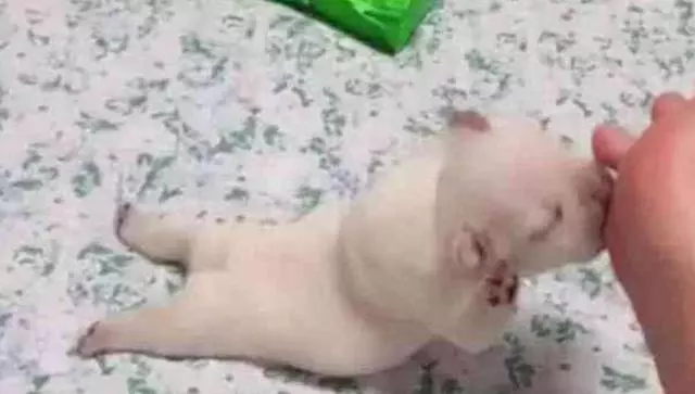 小法牛找不到奶喝急瘋,一下咬住主人的腳趾,狗:可真香啊