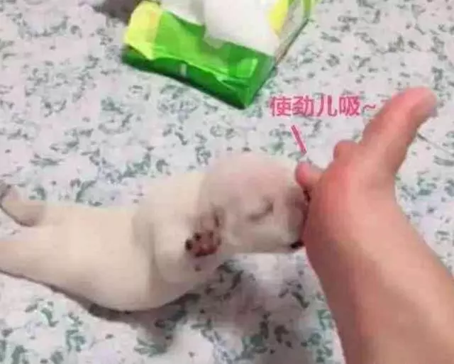 小法牛找不到奶喝急瘋,一下咬住主人的腳趾,狗:可真香啊