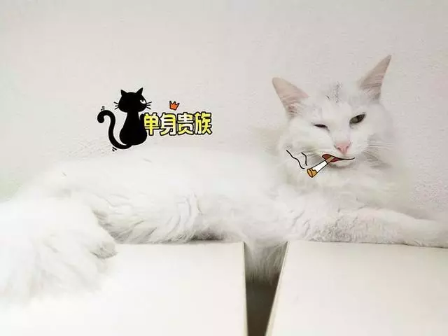 到底應不應該給動物做絕育?不做絕育的危害原來有這麼多