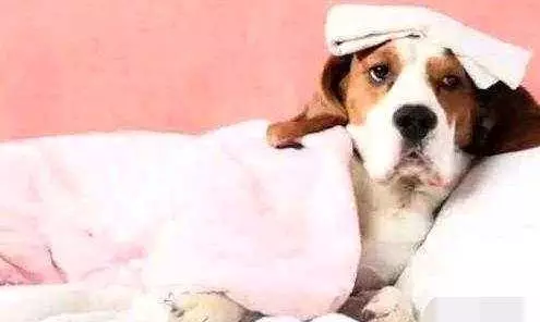 你家狗缺鈣嗎?狗狗出現這幾點症狀,都說明它該補鈣了