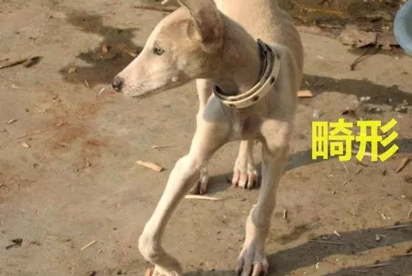 你家狗缺鈣嗎?狗狗出現這幾點症狀,都說明它該補鈣了
