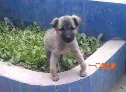 你家狗缺鈣嗎?狗狗出現這幾點症狀,都說明它該補鈣了