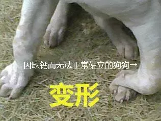 你家狗缺鈣嗎?狗狗出現這幾點症狀,都說明它該補鈣了