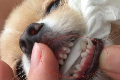 你家狗缺鈣嗎?狗狗出現這幾點症狀,都說明它該補鈣了