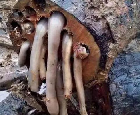 他劈開木頭發現裡面有「白色的東西」覺得超興奮,一口吃下去後馬上把其餘的拿去賣賺大錢!