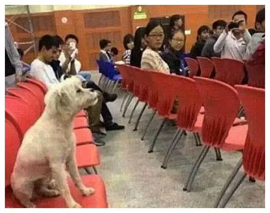 不久前風靡校園的上課狗,如今被人撥皮拋屍垃圾箱,聖潔的校園被玷污!