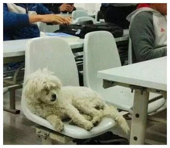 不久前風靡校園的上課狗,如今被人撥皮拋屍垃圾箱,聖潔的校園被玷污!