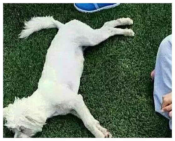 不久前風靡校園的上課狗,如今被人撥皮拋屍垃圾箱,聖潔的校園被玷污!