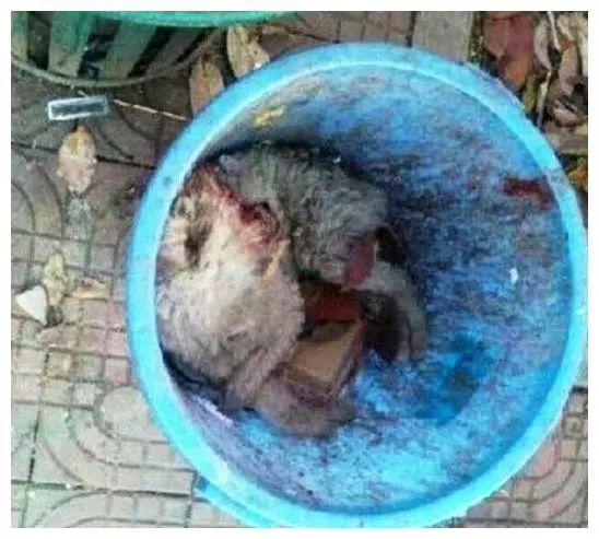 不久前風靡校園的上課狗,如今被人撥皮拋屍垃圾箱,聖潔的校園被玷污!