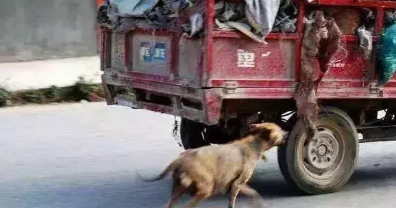 流浪狗發瘋追三輪車,停下來之後,路人都看哭了!