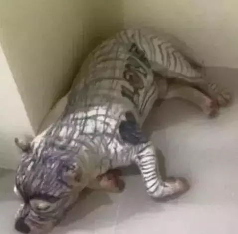 家裡的孩子和狗狗在一起玩耍,結果狗狗滿臉絕望:鏟屎的,你還認得我嗎?XD