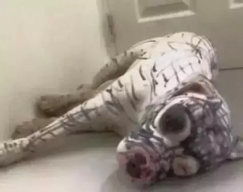 家裡的孩子和狗狗在一起玩耍,結果狗狗滿臉絕望:鏟屎的,你還認得我嗎?XD