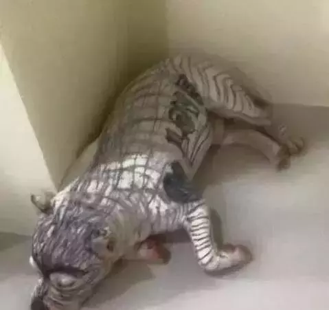 家裡的孩子和狗狗在一起玩耍,結果狗狗滿臉絕望:鏟屎的,你還認得我嗎?XD