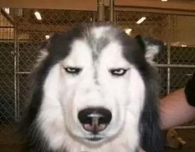 帶著愛犬哈士奇到山中郊遊,竟意外失蹤,找到時讓主人苦笑不得!