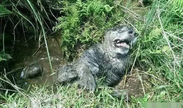 帶著愛犬哈士奇到山中郊遊,竟意外失蹤,找到時讓主人苦笑不得!