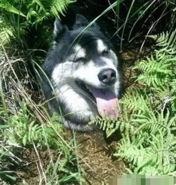 帶著愛犬哈士奇到山中郊遊,竟意外失蹤,找到時讓主人苦笑不得!