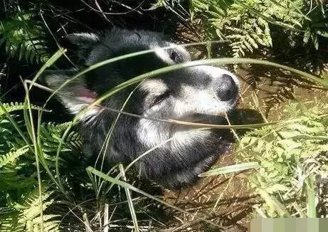 帶著愛犬哈士奇到山中郊遊,竟意外失蹤,找到時讓主人苦笑不得!