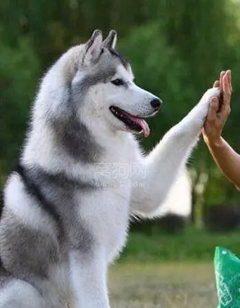 帶著愛犬哈士奇到山中郊遊,竟意外失蹤,找到時讓主人苦笑不得!