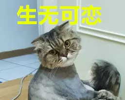 小貓前一天被剃光毛,結果早晨習慣性舔毛,結果悲劇發生了,小貓的眼神好搞笑!