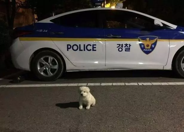 流浪小奶狗跑到警察局,沒想到長大後變身巨型大帥狗,成為可愛吉祥物