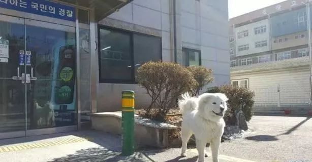 流浪小奶狗跑到警察局,沒想到長大後變身巨型大帥狗,成為可愛吉祥物