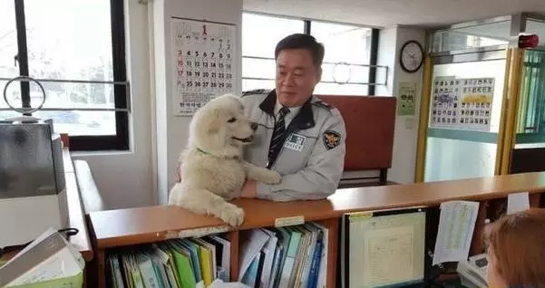 流浪小奶狗跑到警察局,沒想到長大後變身巨型大帥狗,成為可愛吉祥物