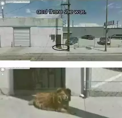 流浪忠犬原地苦等主人10年,多次拒絕收養,再次相見時,讓人淚奔!