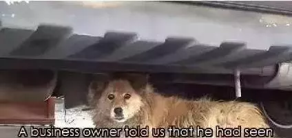 流浪忠犬原地苦等主人10年,多次拒絕收養,再次相見時,讓人淚奔!