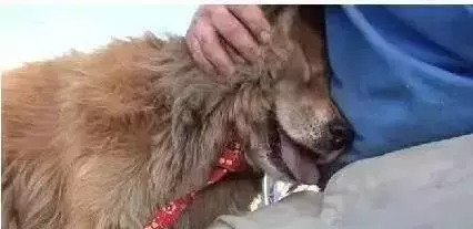 流浪忠犬原地苦等主人10年,多次拒絕收養,再次相見時,讓人淚奔!