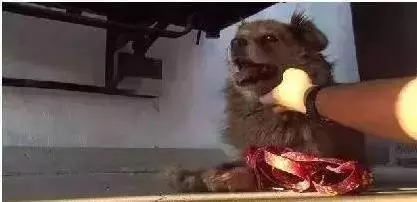 流浪忠犬原地苦等主人10年,多次拒絕收養,再次相見時,讓人淚奔!