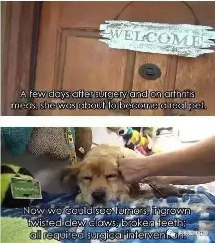流浪忠犬原地苦等主人10年,多次拒絕收養,再次相見時,讓人淚奔!