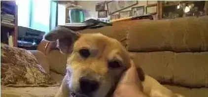 流浪忠犬原地苦等主人10年,多次拒絕收養,再次相見時,讓人淚奔!
