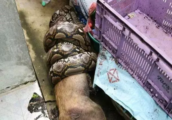 半夜聽見狗狗大叫懶得理,第二天起來主人呆住了