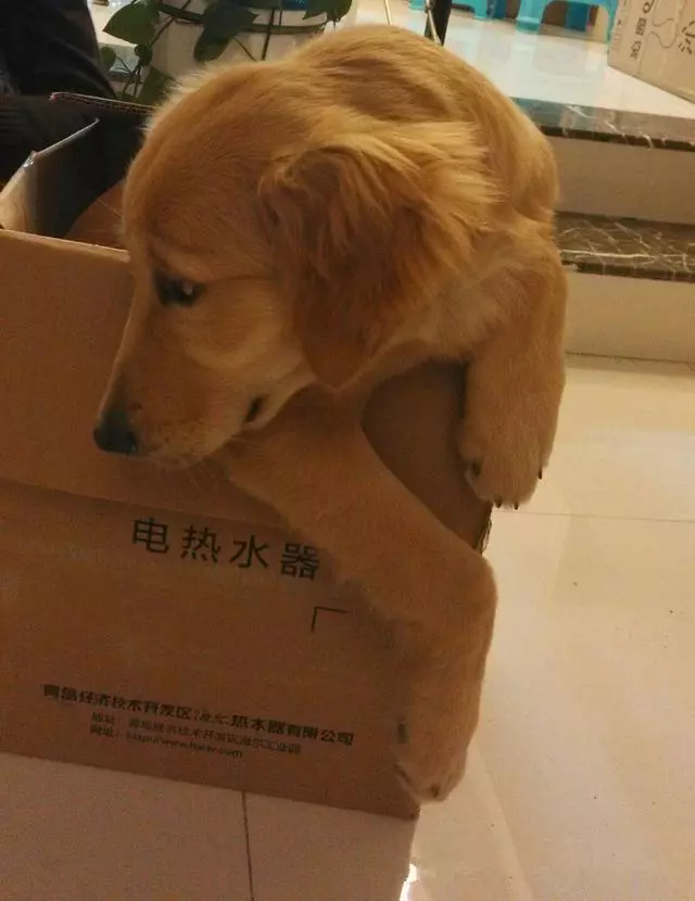 帶金毛去買菜,結果金毛成了小偷,叼著一條魚就跑,知道真相後讓人感動!