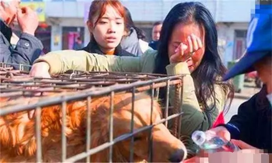 金毛失蹤,女主人到處尋找,結果在屠宰場發現心碎一幕!