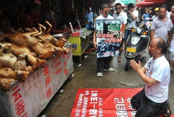 金毛失蹤,女主人到處尋找,結果在屠宰場發現心碎一幕!