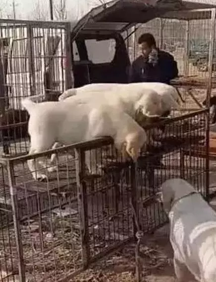 狗媽媽挨個親吻狗寶寶,因為一小時後它們就將永別,哎……