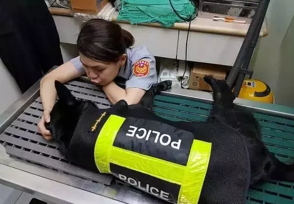 臺灣警犬去世,女警用有愛的方式送走狗狗,讓人看了溫暖!