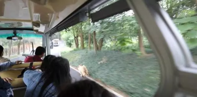 主人帶狗狗出去玩,結果忘了帶上車,狗狗上演【生死時速】,緊跟汽車狂奔