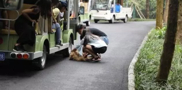 主人帶狗狗出去玩,結果忘了帶上車,狗狗上演【生死時速】,緊跟汽車狂奔